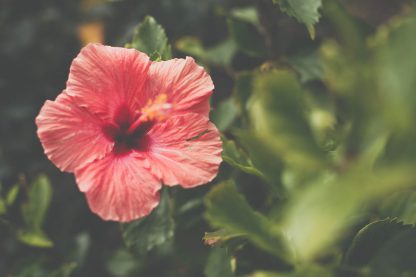 Hibiskusblüte